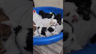 Shihtzu pups want mamas milk [upl. by Auohc215]