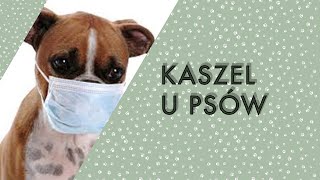 KASZEL KENELOWY U PSÓW [upl. by Eoin723]