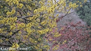 Witch hazel Hamamelis [upl. by Ahseyi]