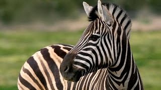 Awesome Zebra Facts [upl. by Olpe315]