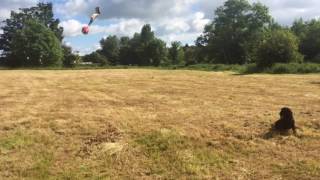 Steadiness Training with a Cocker Spaniel [upl. by Kerry]