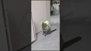 What a magic done by cat 😼 comicalpets cat laughingpets catvideos meowingtons meowgical [upl. by Fanning]