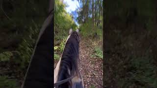 Buckskin Horse Canters Up Hill horseback horse horseride buckskin [upl. by Ailuj]