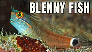 The 15 BEST Types of Blennies [upl. by Pierrette]