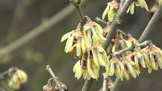 Chimonanthus praecox Grandiflorus [upl. by Aurea]