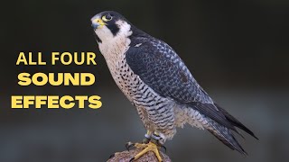 Peregrine Falcon All Sounds  The Fastest Animal on Earth [upl. by Jannelle463]