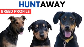 Huntaway Dog Breed Profile History  Price  Traits  Huntaway Dog Grooming Needs  Lifespan [upl. by Renick]