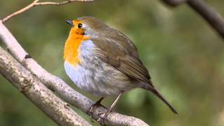 European Robin Erithacus rubecula  Rotkehlchen 09 [upl. by Pyotr]