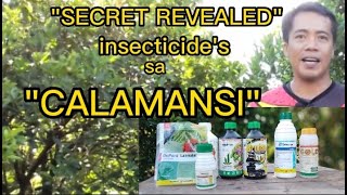 Anong INSECTICIDE ang ginagamit sa quotCALAMANSIquot vlog 3 [upl. by Siravaj]