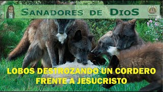 LOBOS DESTROZANDO UN CORDERO FRENTE A JESUS [upl. by Dickerson410]