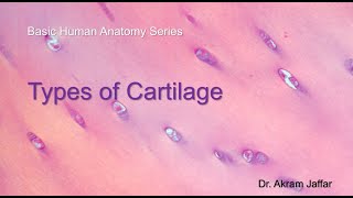 Types of Cartilage [upl. by Bronder32]