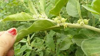 Ashwagandha Plants Uses and Benefits [upl. by Nawuq]