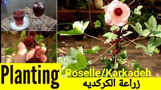 زراعة نبات الكركديهPlanting Roselle Plant Karkadeh [upl. by Delogu568]