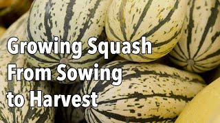 Growing Squash from Sowing to Harvest [upl. by Diad]