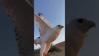 Bird falcon bird birds falcon eagle [upl. by Takken]