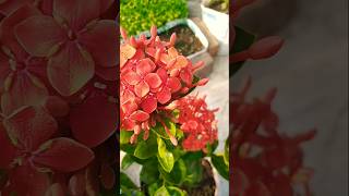 Ixora plant care  plants garden ixora [upl. by Hulen]