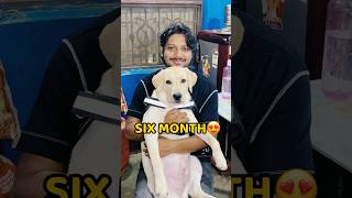 Pogo Six Month Ka Hogya😨😍 shorts vlog minivlog puppy doglover [upl. by Ellennahs]