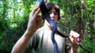 Brandons Herp Adventures Northern Black Racer [upl. by Illib]