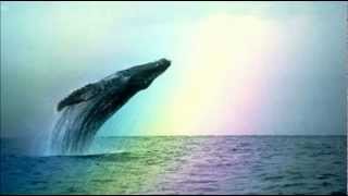 Whales amp Dolphins  Natural Sounds [upl. by Hortense973]