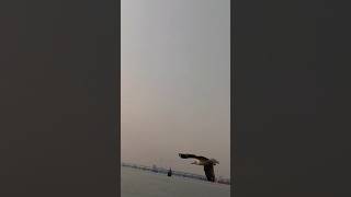 Seabird catching kurkure jubinnautiyal music bollywood song tseries shortvideo [upl. by Odarbil]