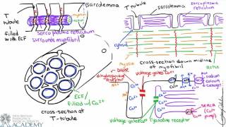 Cardiac Muscle Contraction [upl. by Irina]