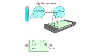 Chapter 3  Cell structure and functions  Part 6  Electrophoresis  Sindh Text Board [upl. by Eilagam]