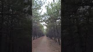 Koşu Run Spor  etkileşim türkiye koşu run running asmr asmrvideo orman forest [upl. by Lossa]