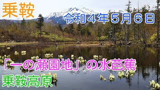 「今日」の乗鞍高原 ５月６日の「一の瀬園地」の水芭蕉の様子です。「どじょう池」、「まいめの池」周辺を撮影しました。霜による影響が大きいです。正午頃の動画映像です。（20220506） [upl. by Etteloc]