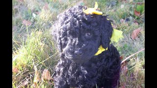 Temperament Testing for Harlow – Female Black Moyen Poodle Puppy  Funny Farm Poodles amp Doodles [upl. by Ihsoyim]