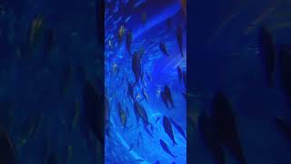 silver fish in aquarium globalvillagertf silverfish fishaquarium fishaquariumvideos [upl. by Adey]