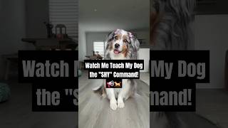 Watch Me Teach My Dog the quotSHYquot Command in Under 60 seconds  dogtraining dogtrainingtips pets [upl. by Lerrej38]