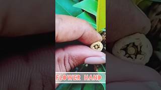 Sapodilla  Chiku  flower Hand pollination shortfeed greennature trendingshorts youtube [upl. by Atteynod879]