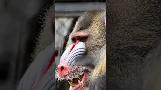 Mandrill The Biggest Monkey In The World mandrill mandrills shorts [upl. by Jada169]