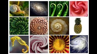 The AMAZING Fibonacci SpiralSequence  Extended Version [upl. by Sihunn]