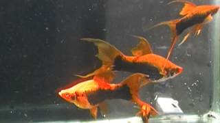 COLA DE ESPADA SWORDTAIL LIRA TUXEDO FULL RED XIPHOPHORUS HELLERI [upl. by Eceirahs93]