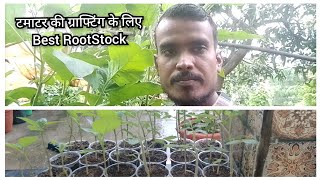 Best RootStock For Tomato Grafting [upl. by Nnylirret]