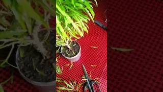 How to Euodia Plant Cutting Plant at Home shorts ytshorts [upl. by Joly]