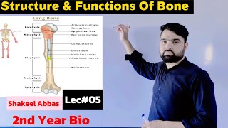 Structure Functions amp Composition Of Bone Support and Movement [upl. by Concoff]