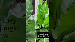 Growing Birds Nest Ferns The Natural Way [upl. by Longan]