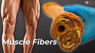 How Your Muscle Fibers Change With Exercise [upl. by Sashenka870]