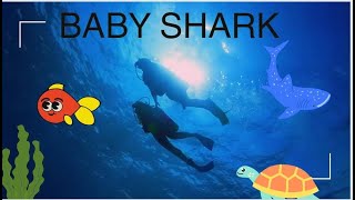 BABY SHARK trending kidssong nurseryrhymes babyshark kidsrhymes forkids [upl. by Aseretairam]