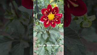 Dahlia Heartthrob dahlia gardening perennial flowers garden dahlias [upl. by Esserac]