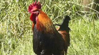 Rooster crowing loud in the morning [upl. by Wehttan]