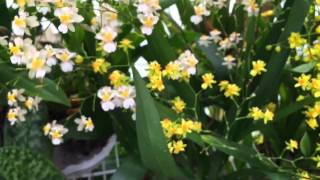 ONCIDIUM TWINKLE ORCHID GREENHOUSE TOUR ONCIDIUMS IN FULL BLOOM [upl. by Naitsirc]