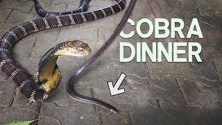 SNAKE VS SNAKE  KING COBRA FEEDING WITH CHRISWEEET [upl. by Atiz]