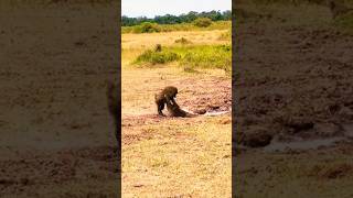 Reckless Baboons Fall Entering the Crocodiles Kingdom shorts wildlife [upl. by Sitoiyanap366]