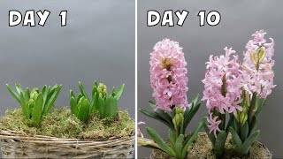 The flowering of hyacinth  10 Days Timelapse [upl. by Akyssej]