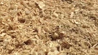 Sawdust and wood shavings for animal bedding [upl. by Amalia]