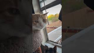 Started a TikTok channel sharing the vids posted there catsruleeverythingaroundme meowgical mycat [upl. by Rufena]