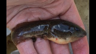 How to catch GIANT TADPOLES Huge Large Bullfrogs Frog Leaches Bloodsuckers Crayfish [upl. by Ng]